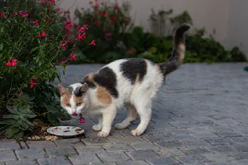 Are Blueberries Good for Cats?