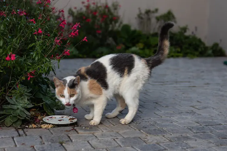 Are Blueberries Good for Cats?