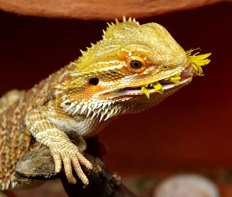 Can Bearded Dragons Eat Strawberries?