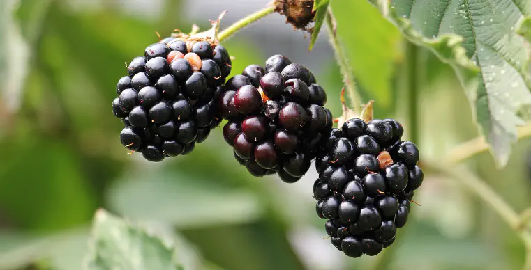 Can Dogs Eat Blackberries