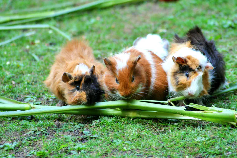 Can Guinea Pigs Eat Apples