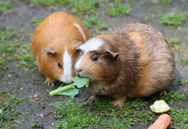 Can Guinea Pigs Eat Blueberries?