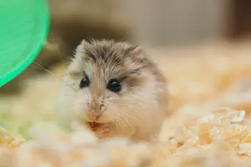 Can Hamsters Eat Bananas?