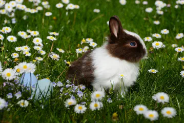 Can Rabbits Eat Cucumber