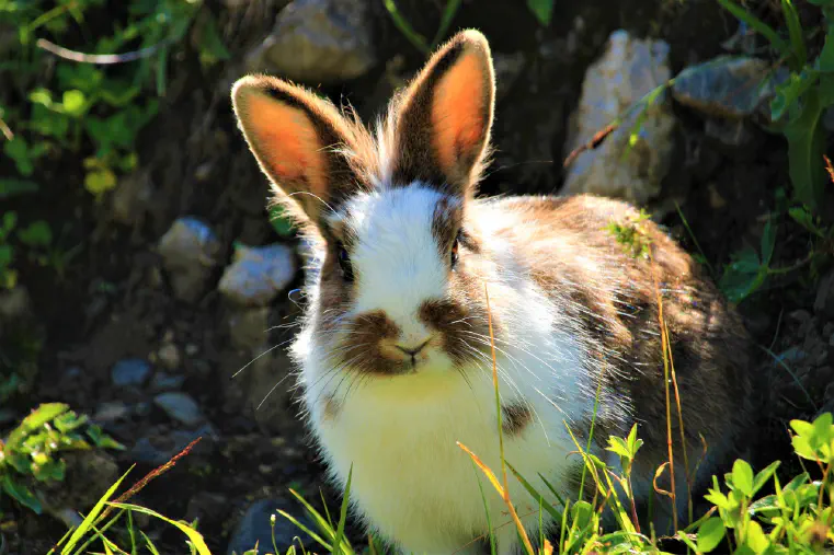 Can Rabbits Eat Tomatoes