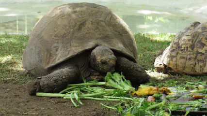 Can Tortoises Eat Bananas?