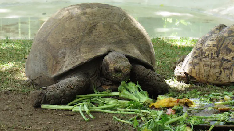 Can Tortoises Eat Bananas?