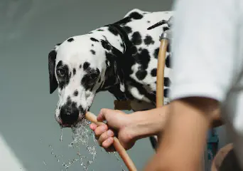 Dog Drinks a Lot of Water