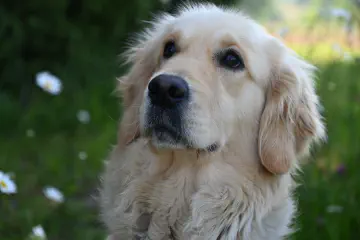 How Long Are Dogs in Heat