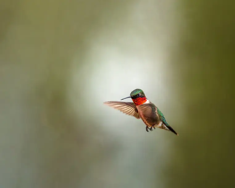 How to Make Hummingbird Food