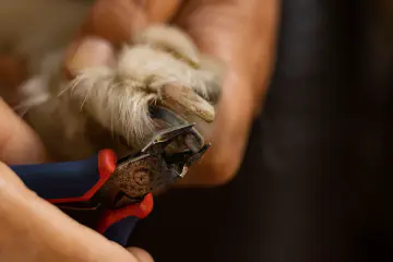 How to Stop a Dogs Nail From Bleeding