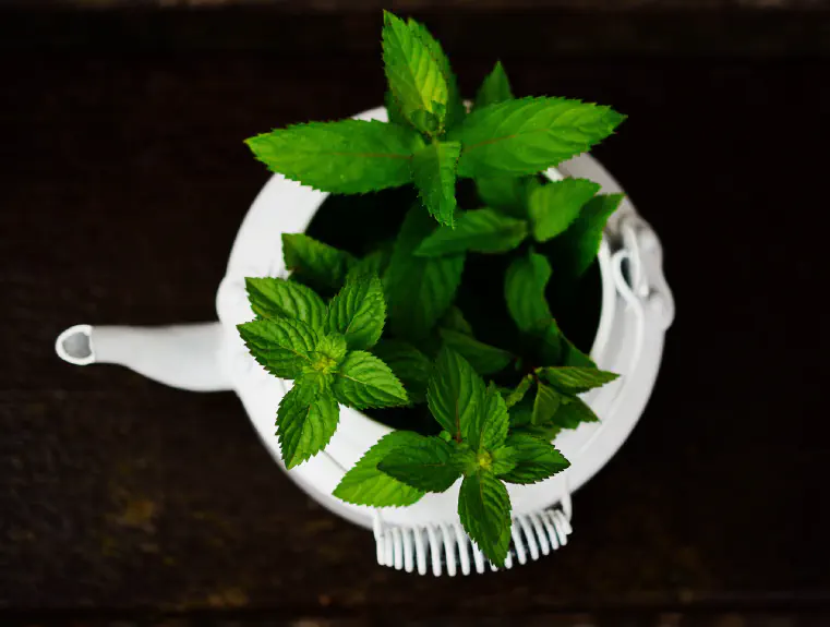 is Peppermint Oil Safe for Dogs