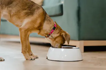 Is Rice Good for Dogs?