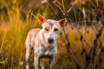 Ringworm in Dogs