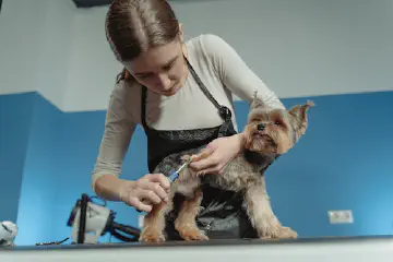 Is Shaving a Dog Necessary?