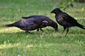 What Do Crows Eat