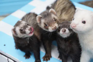 What Do Ferrets Eat