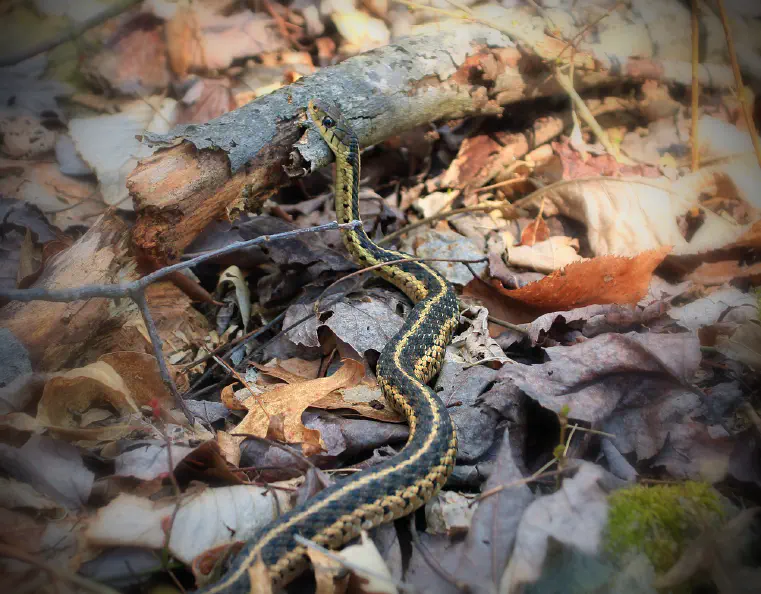 What Do Garter Snakes Eat