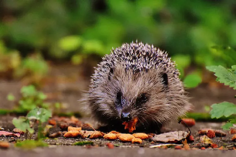 What Do Hedgehogs Eat?