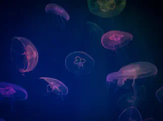 What Do Jellyfish Eat