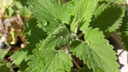 What Does Catnip Do to Cats