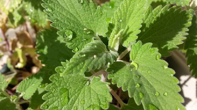 What is Catnip?