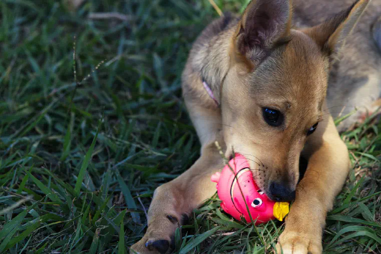 When Does a Puppy Lose Their Teeth