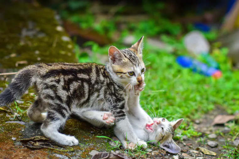 Why Do Cats Eat Grass