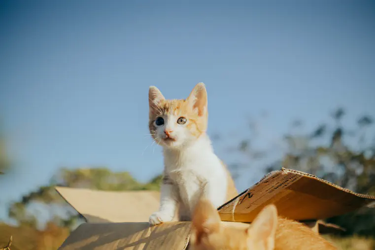 Why Do Cats Like Boxes