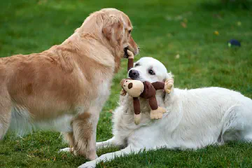 Why Do Dogs Like Squeaky Toys?