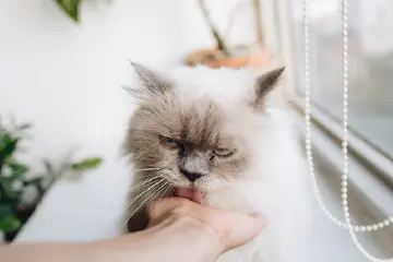 Why Does My Cat Lick Me?